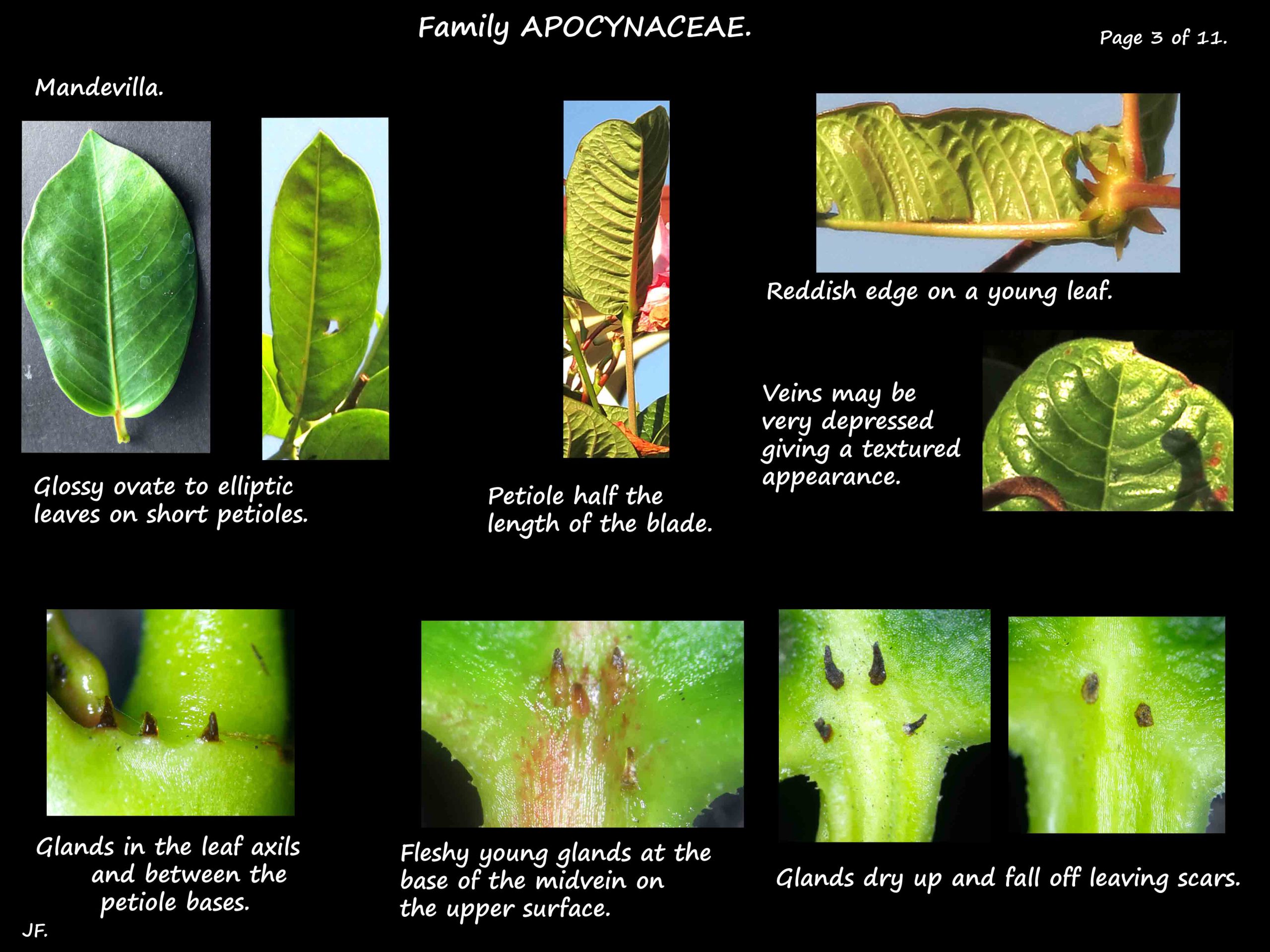 3 Leaf & axillary glands in Mandevilla